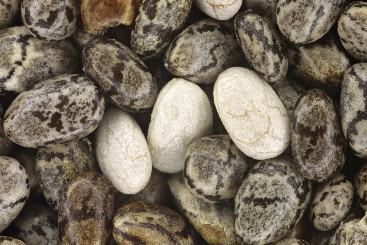 Chia Seeds