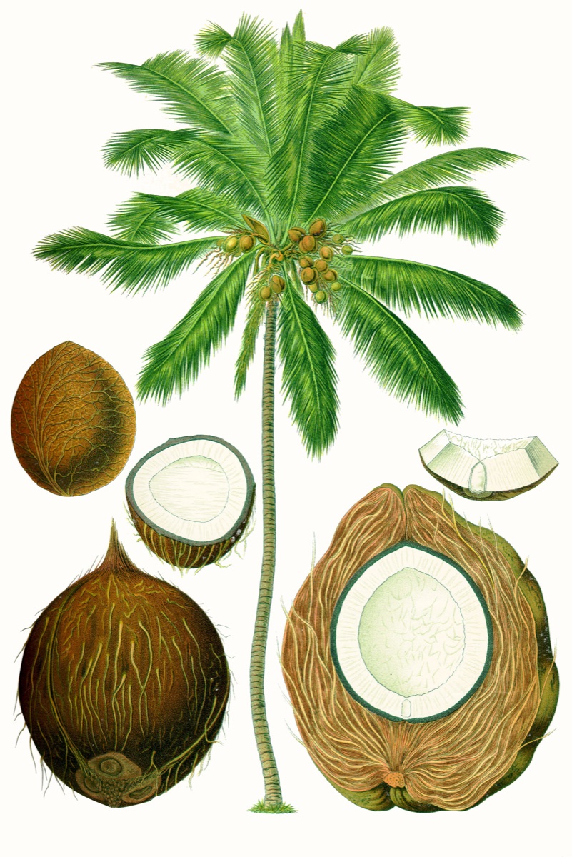 Desiccated Coconut