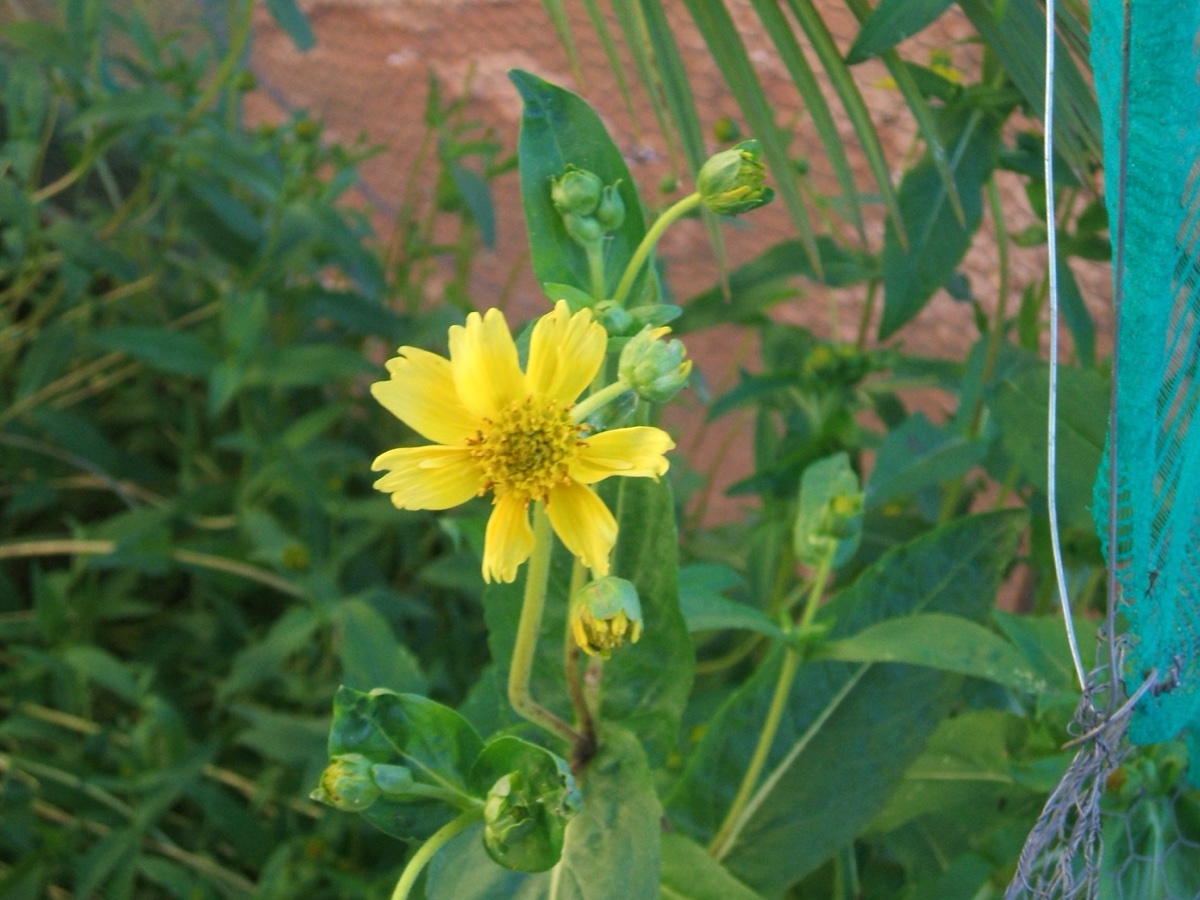 Niger Seeds