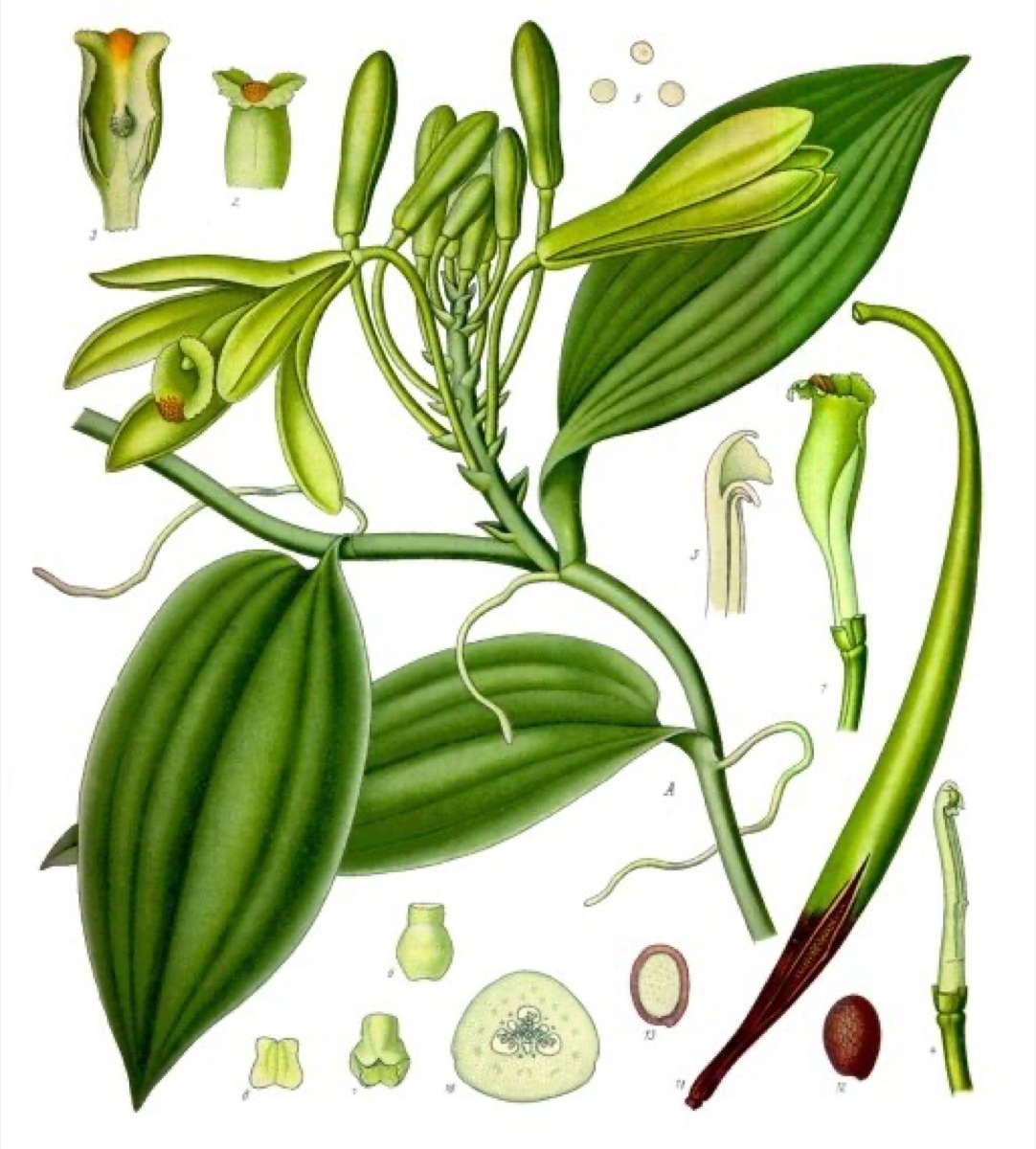 Vanilla Beans